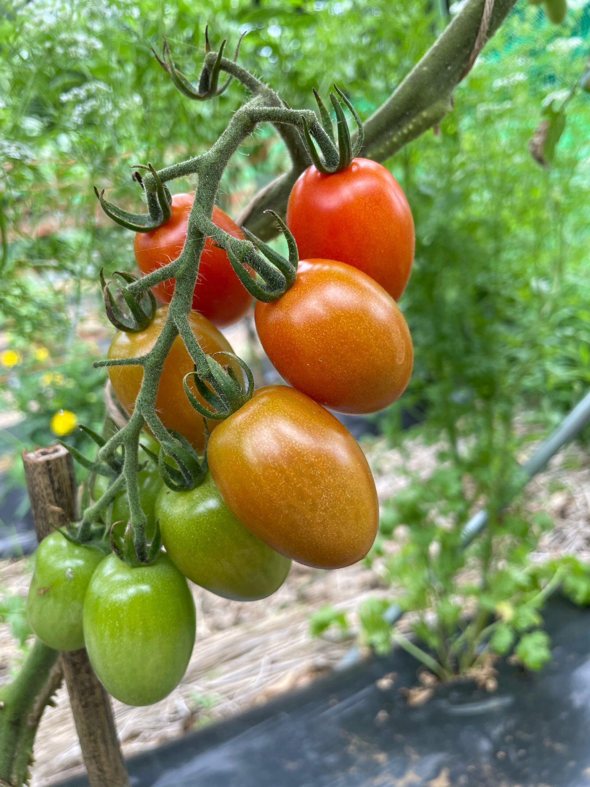 夏の野菜